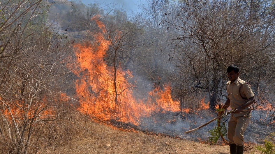 India Sees 49 Rise In Forest Fire Cases In Three Years FSI The